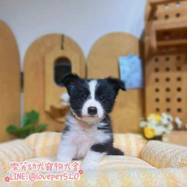 邊境牧羊犬-樂芙幼犬寵物犬舍-台中犬舍,合法犬舍,犬舍推薦,幼犬買賣,買狗推薦