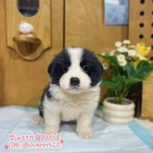 邊境牧羊犬幼犬-樂芙幼犬寵物犬舍