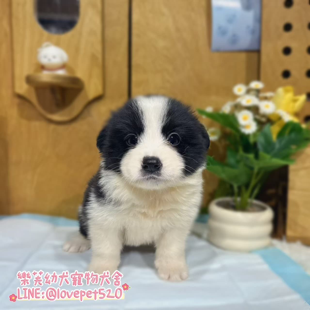 邊境牧羊犬-樂芙幼犬寵物犬舍