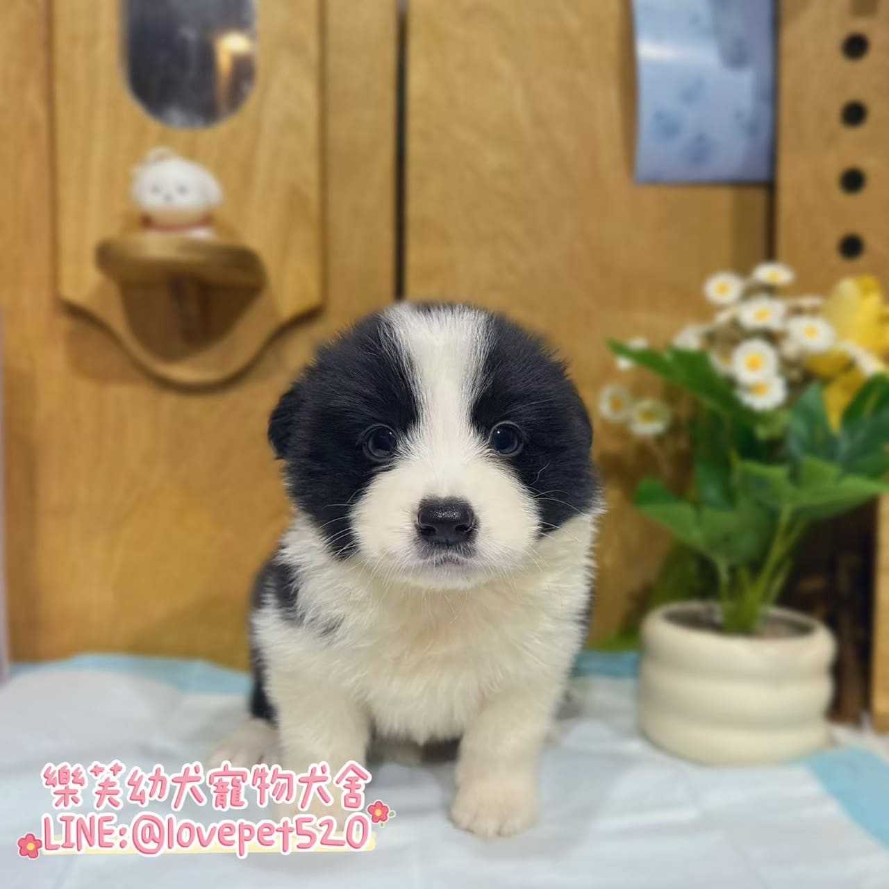 邊境牧羊犬-樂芙幼犬寵物犬舍