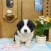 邊境牧羊犬-樂芙幼犬寵物犬舍
