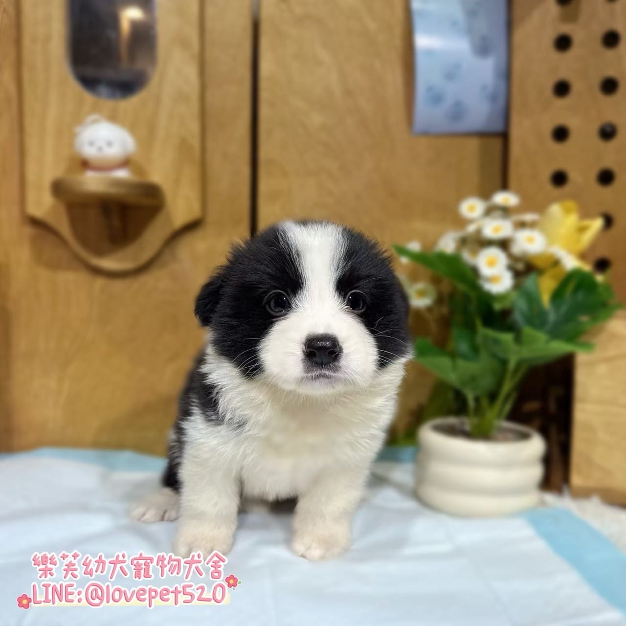 邊境牧羊犬-樂芙幼犬寵物犬舍