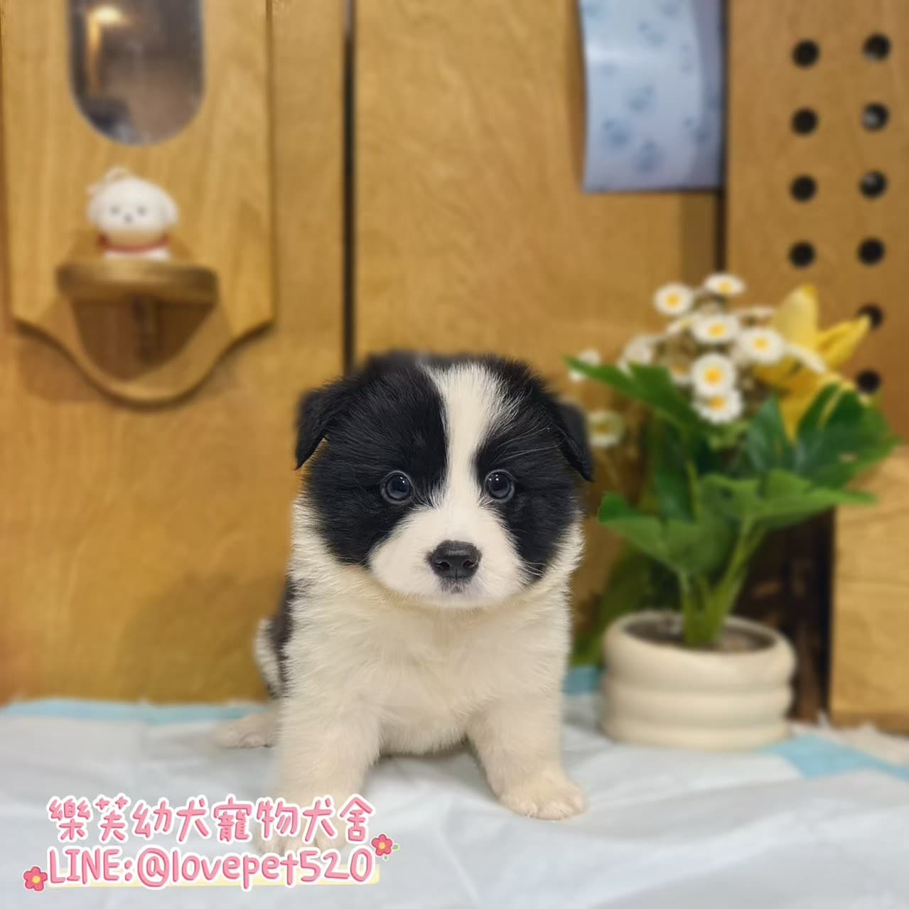 邊境牧羊犬-樂芙幼犬寵物犬舍