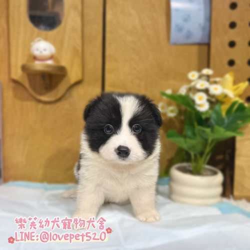 邊境牧羊犬幼犬-樂芙幼犬寵物犬舍