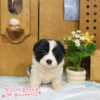 邊境牧羊犬-樂芙幼犬寵物犬舍