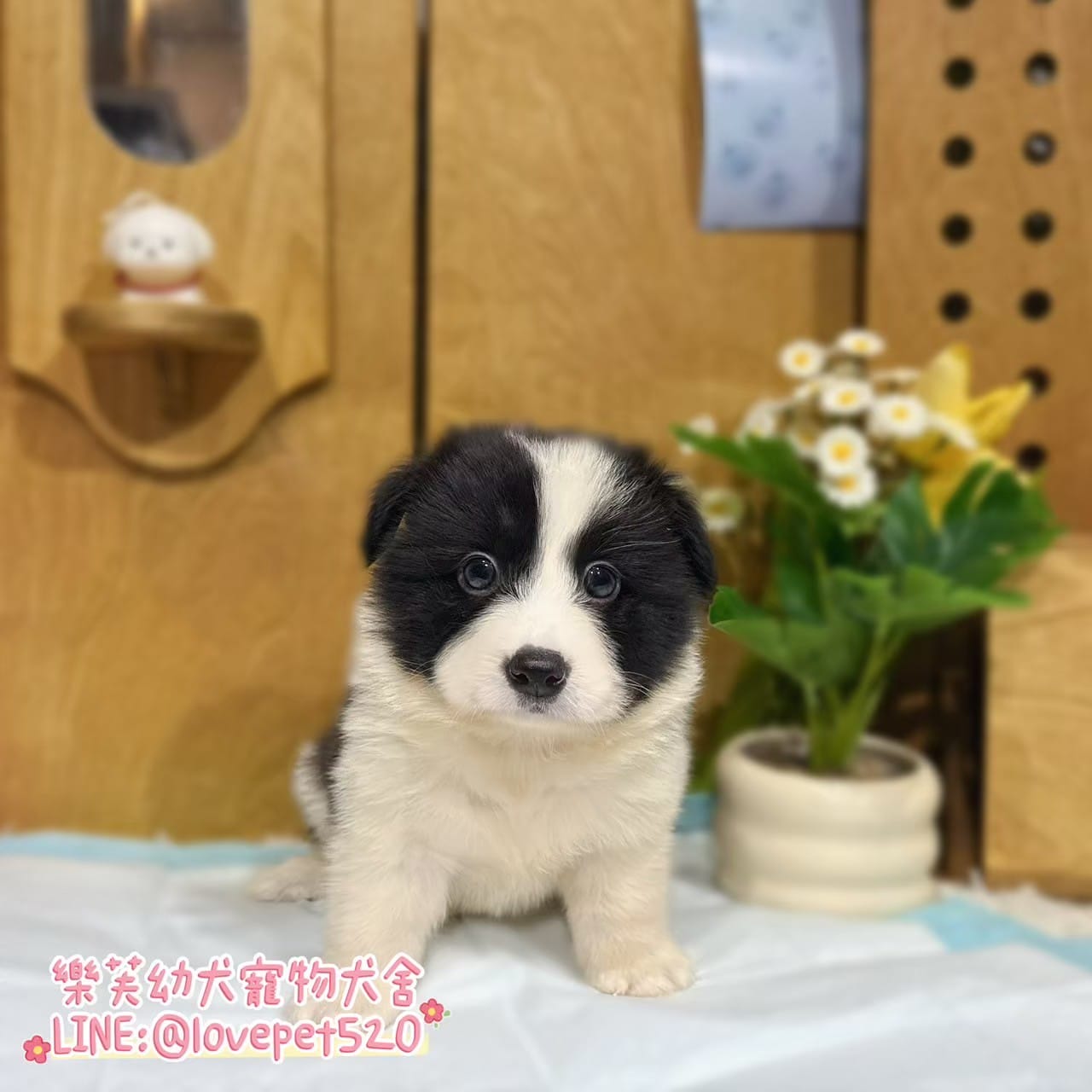 邊境牧羊犬-樂芙幼犬寵物犬舍