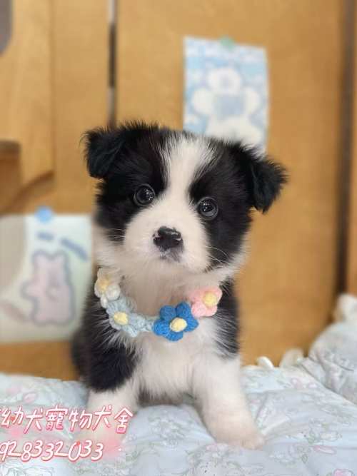 邊境牧羊犬-樂芙幼犬寵物犬舍