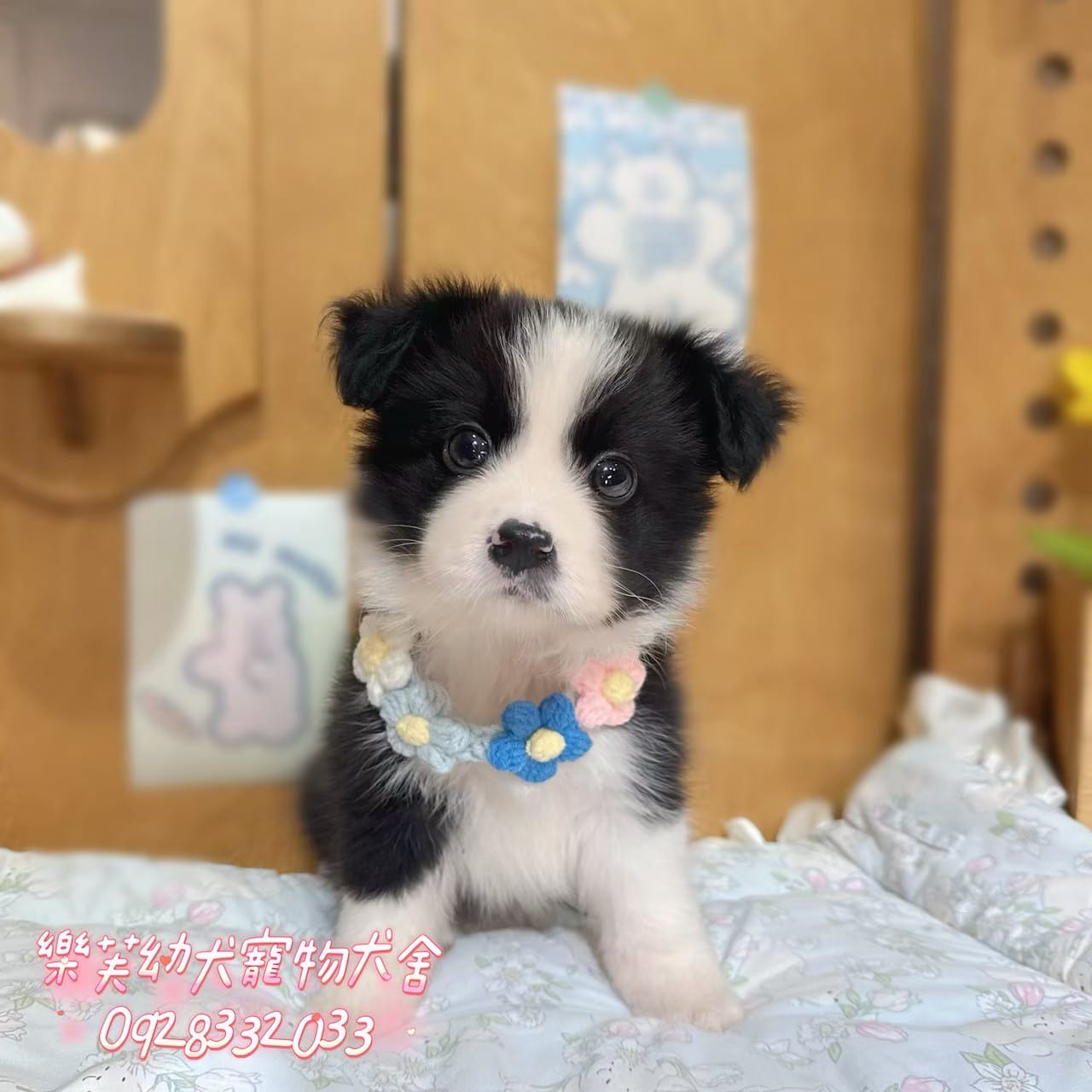 邊境牧羊犬-樂芙幼犬寵物犬舍
