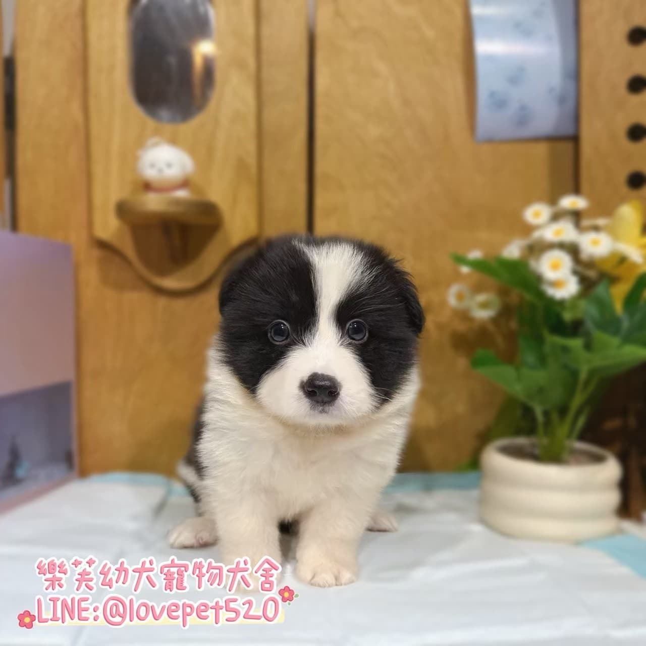 邊境牧羊犬-樂芙幼犬寵物犬舍