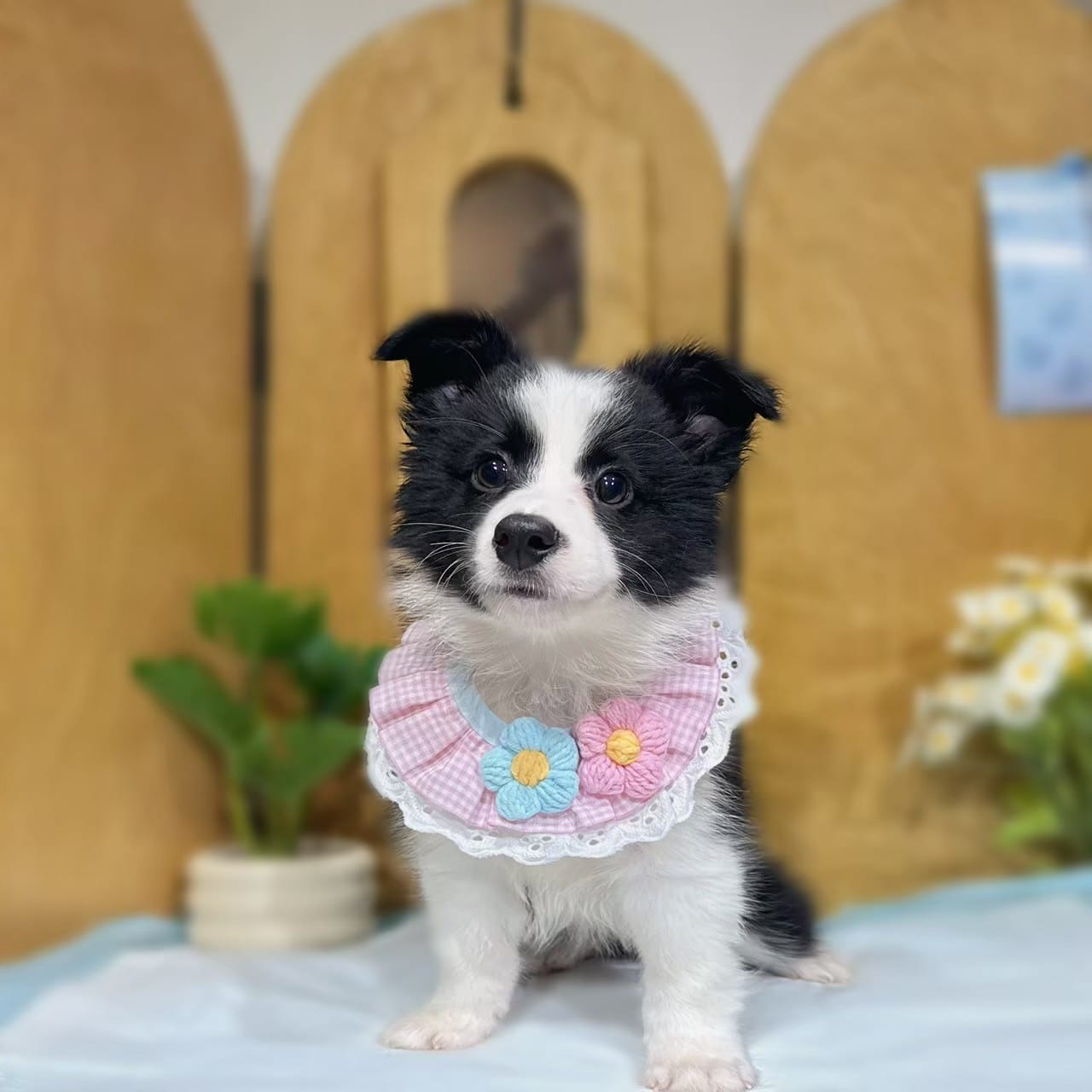 邊境牧羊犬-樂芙幼犬寵物犬舍