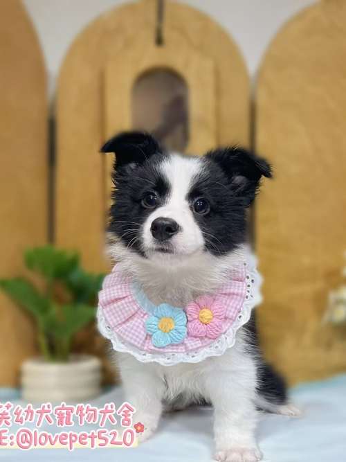 邊境牧羊犬-樂芙幼犬寵物犬舍