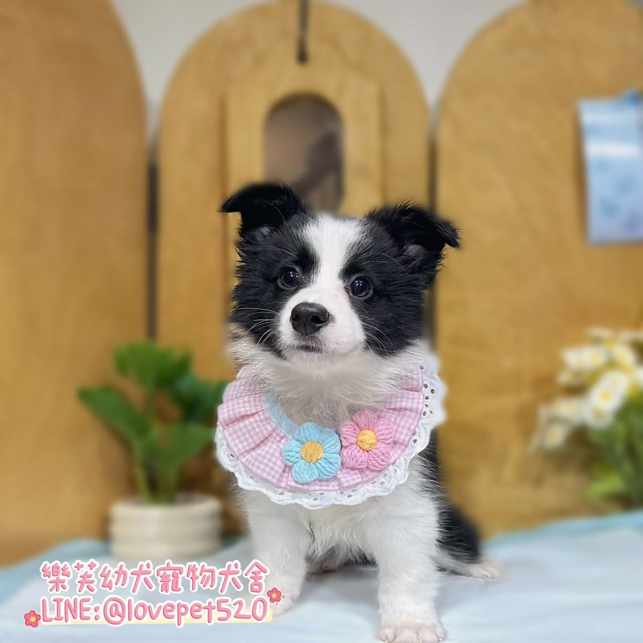 邊境牧羊犬-樂芙幼犬寵物犬舍