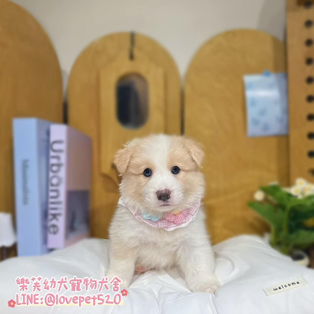 邊境牧羊犬-樂芙幼犬寵物犬舍