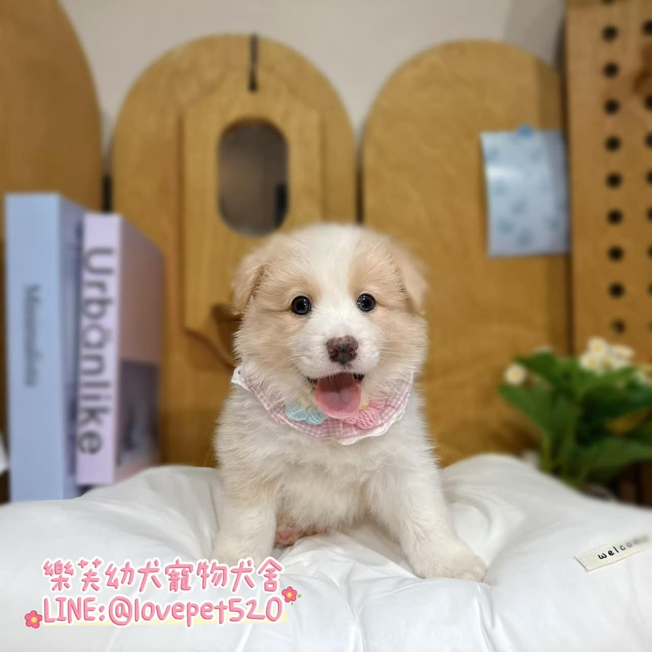 邊境牧羊犬-樂芙幼犬寵物犬舍