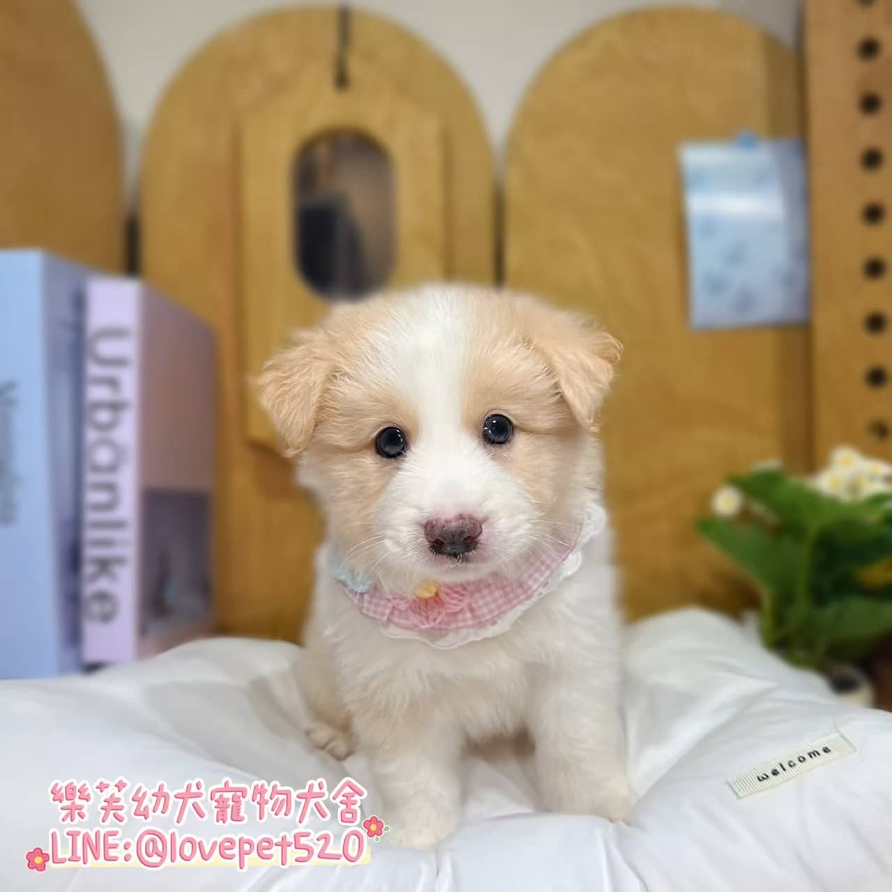 邊境牧羊犬-樂芙幼犬寵物犬舍