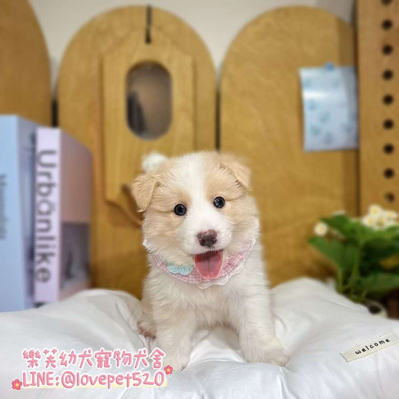 邊境牧羊犬-樂芙幼犬寵物犬舍