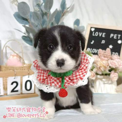 邊境牧羊犬幼犬-樂芙幼犬寵物犬舍
