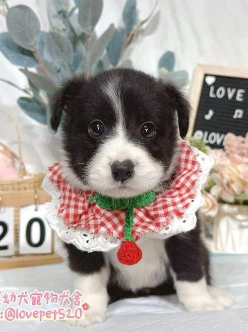邊境牧羊犬-樂芙幼犬寵物犬舍