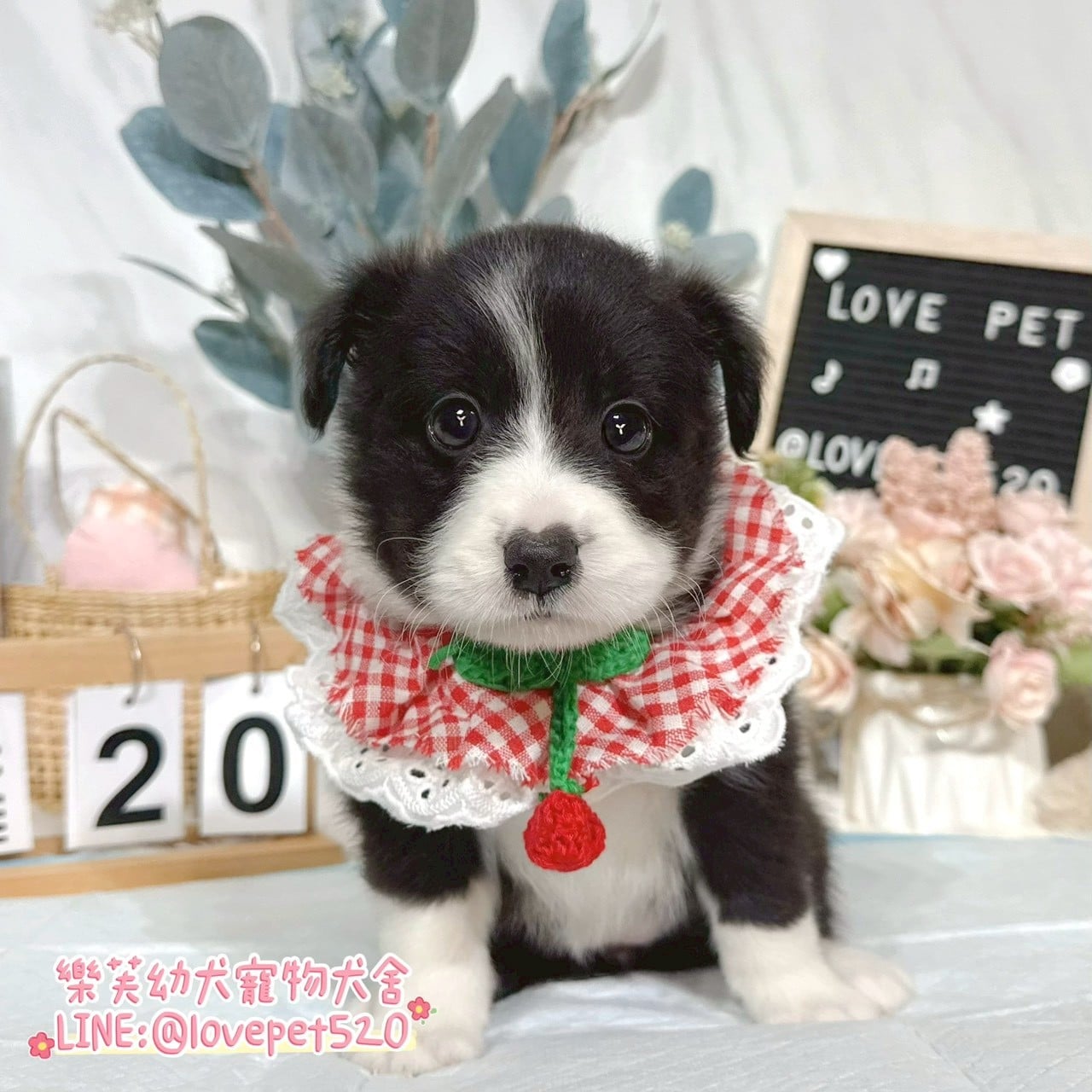 邊境牧羊犬-樂芙幼犬寵物犬舍
