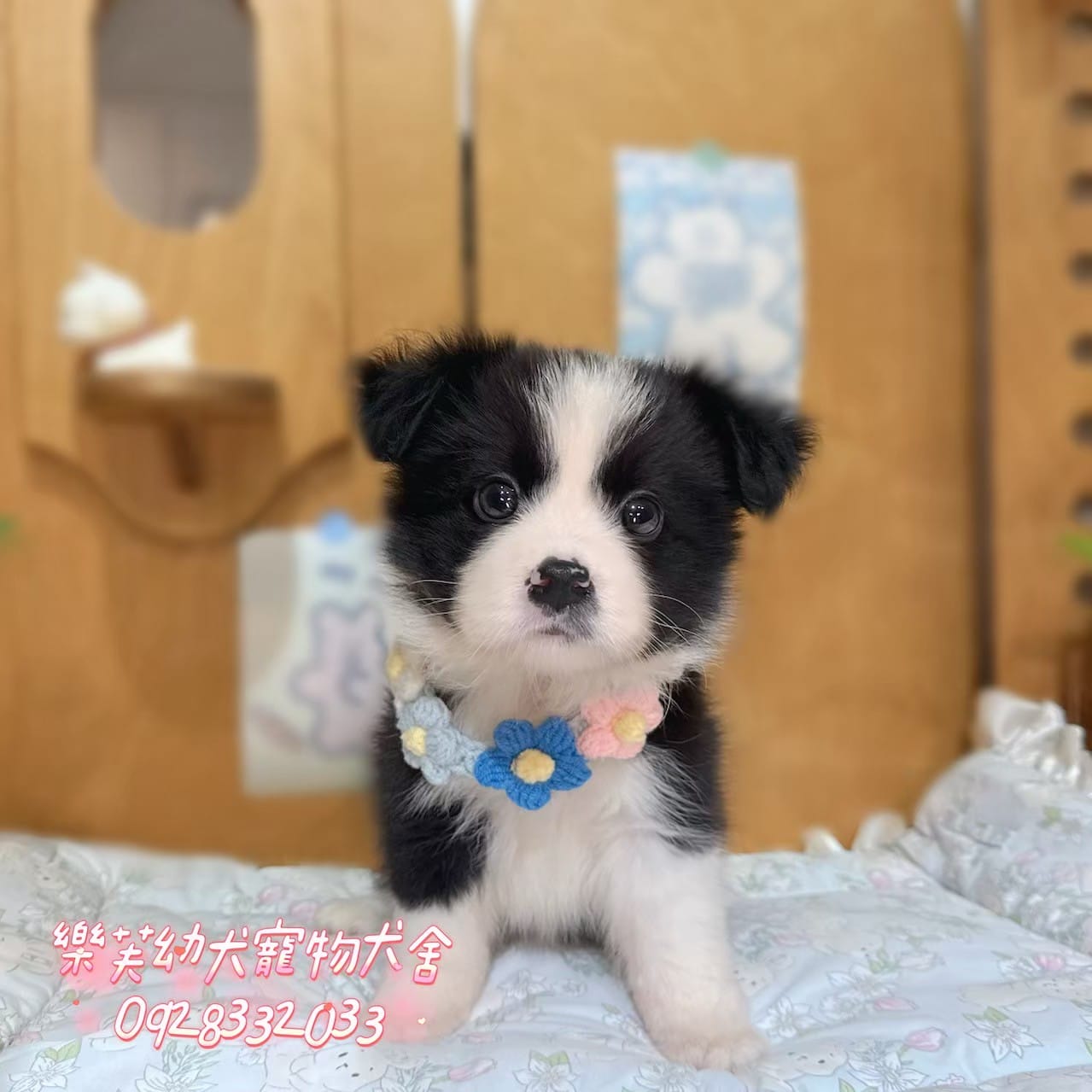 邊境牧羊犬-樂芙幼犬寵物犬舍