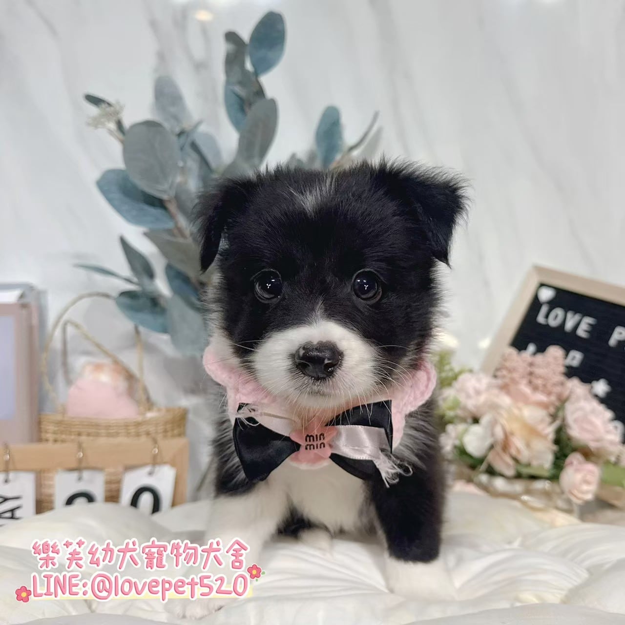 邊境牧羊犬-樂芙幼犬寵物犬舍