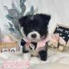 邊境牧羊犬-樂芙幼犬寵物犬舍
