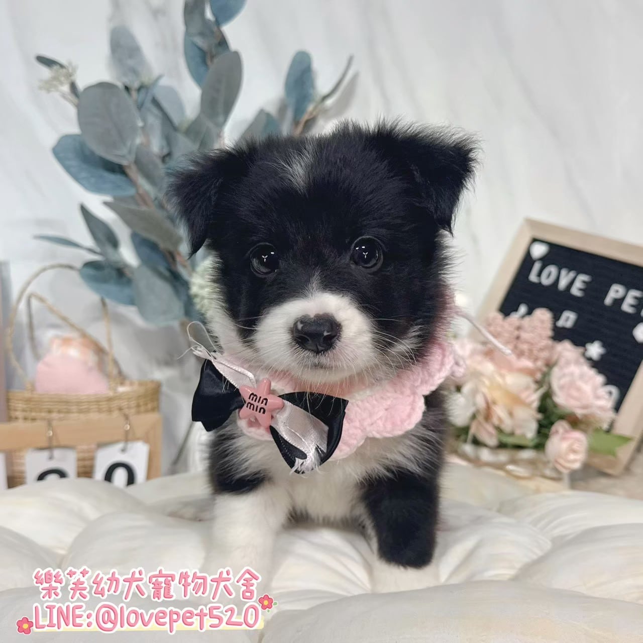 邊境牧羊犬-樂芙幼犬寵物犬舍