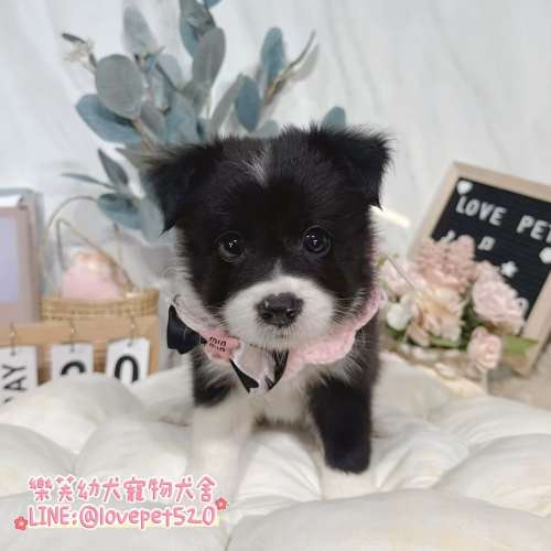 邊境牧羊犬幼犬-樂芙幼犬寵物犬舍