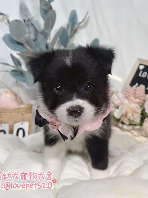 邊境牧羊犬-樂芙幼犬寵物犬舍