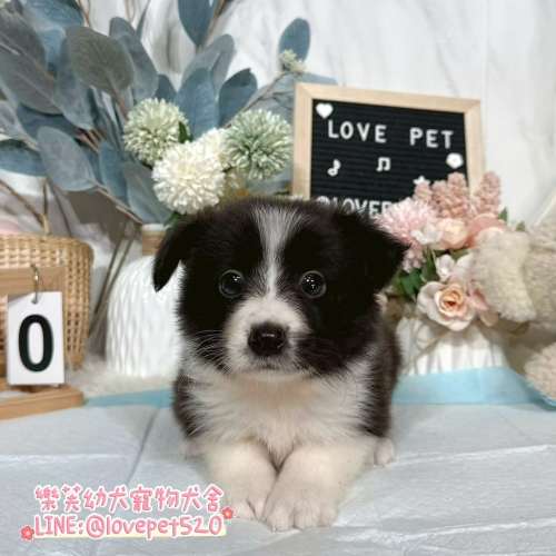 邊境牧羊犬幼犬-樂芙幼犬寵物犬舍