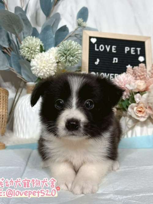 邊境牧羊犬-樂芙幼犬寵物犬舍