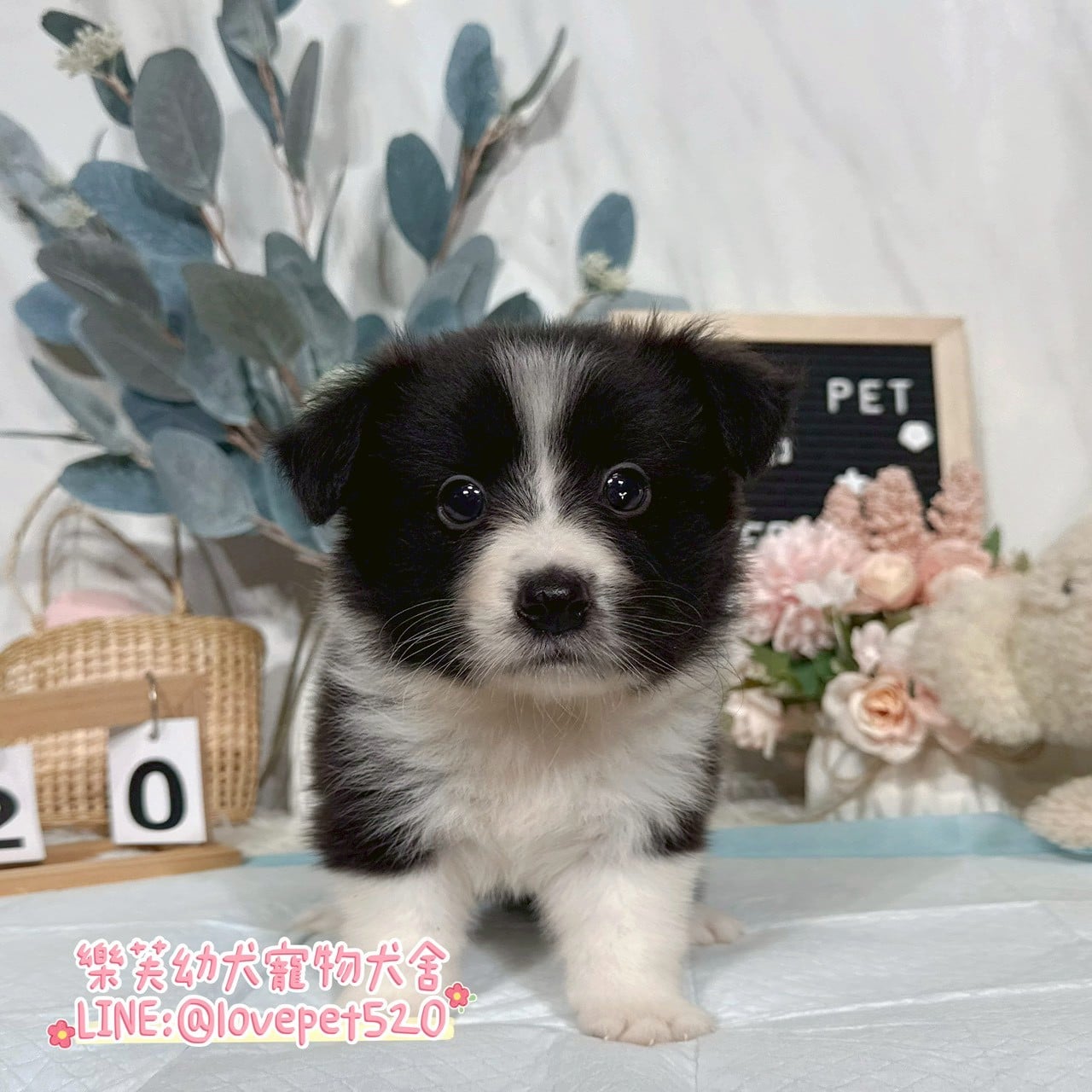 邊境牧羊犬-樂芙幼犬寵物犬舍