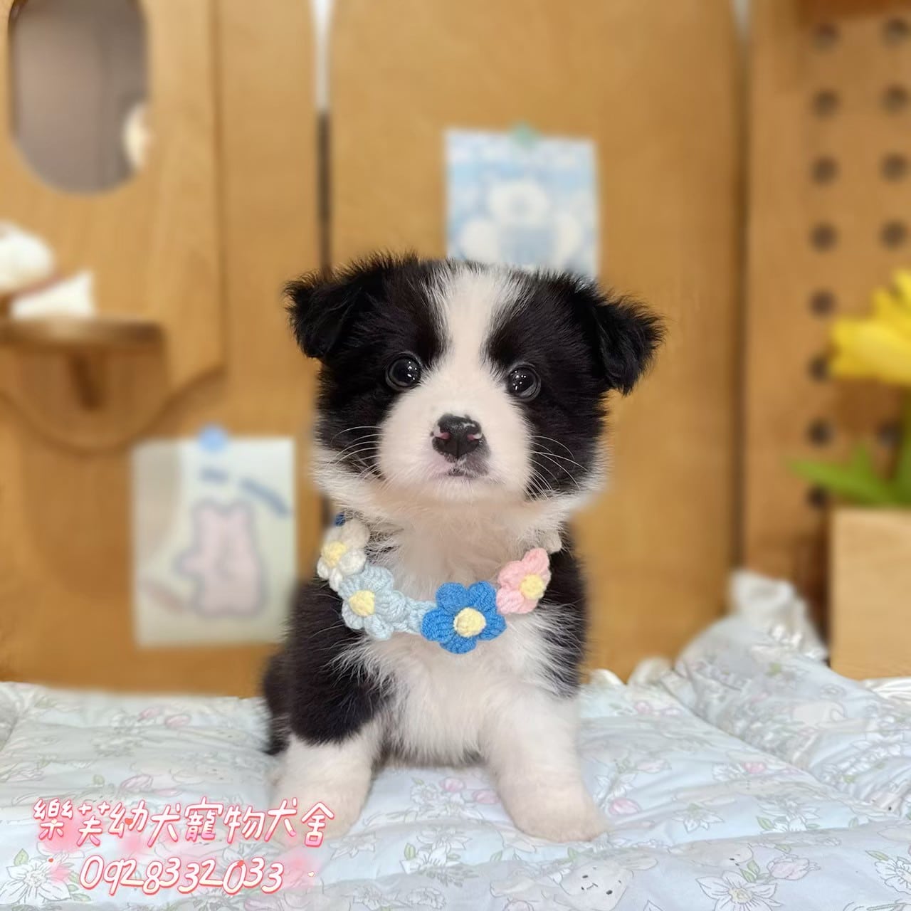 邊境牧羊犬-樂芙幼犬寵物犬舍
