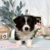 邊境牧羊犬-樂芙幼犬寵物犬舍