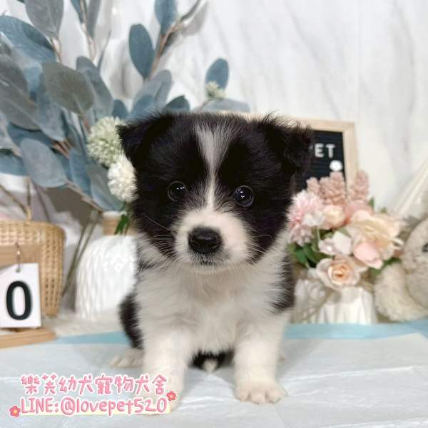 邊境牧羊犬幼犬-樂芙幼犬寵物犬舍
