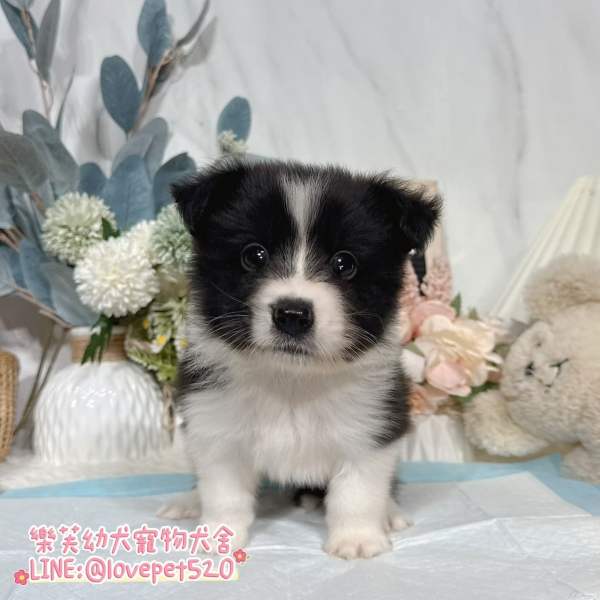 邊境牧羊犬幼犬-樂芙幼犬寵物犬舍