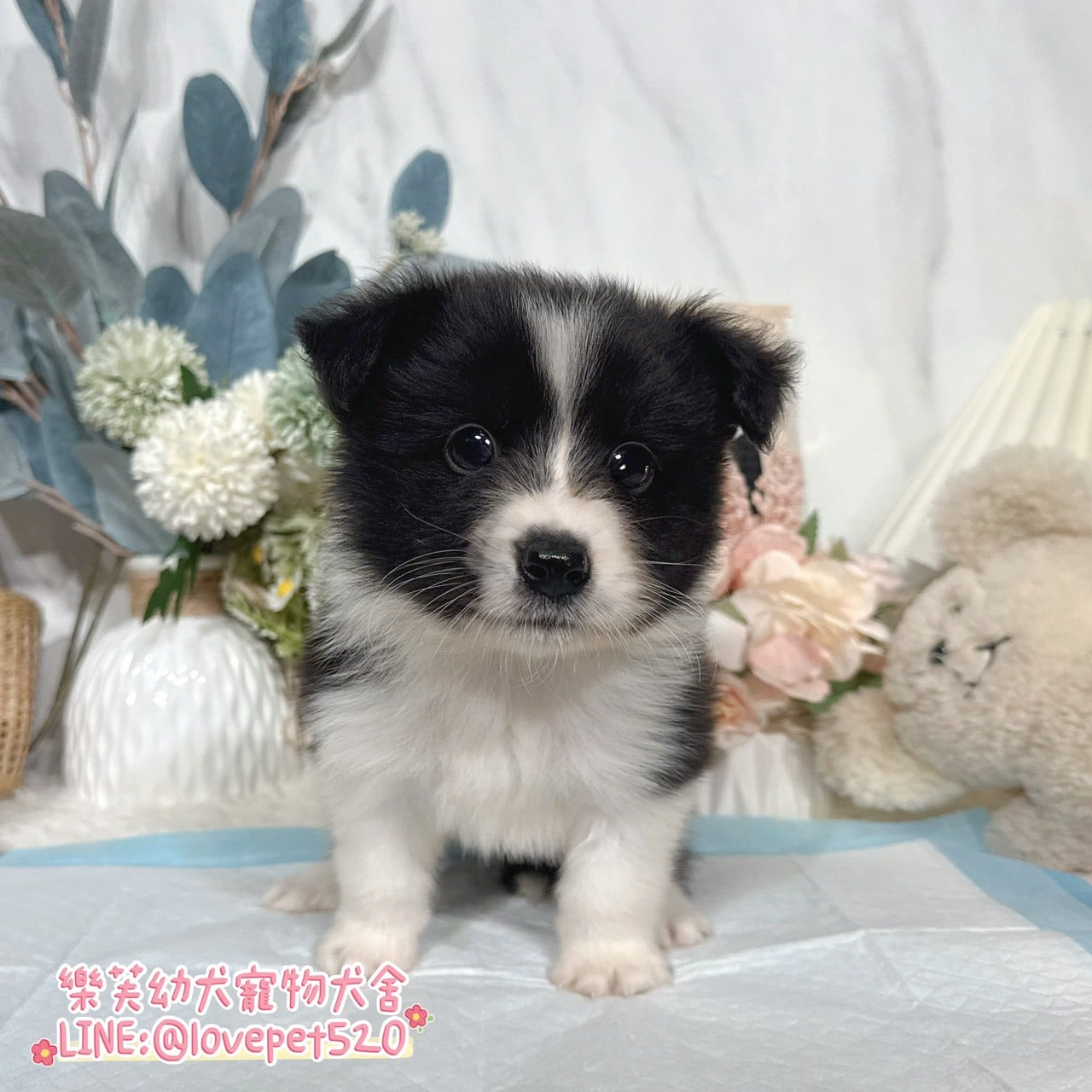 邊境牧羊犬-樂芙幼犬寵物犬舍