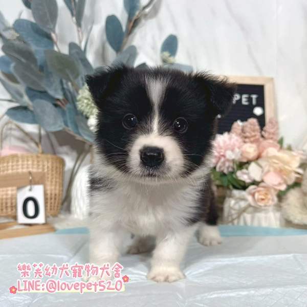 邊境牧羊犬幼犬-樂芙幼犬寵物犬舍