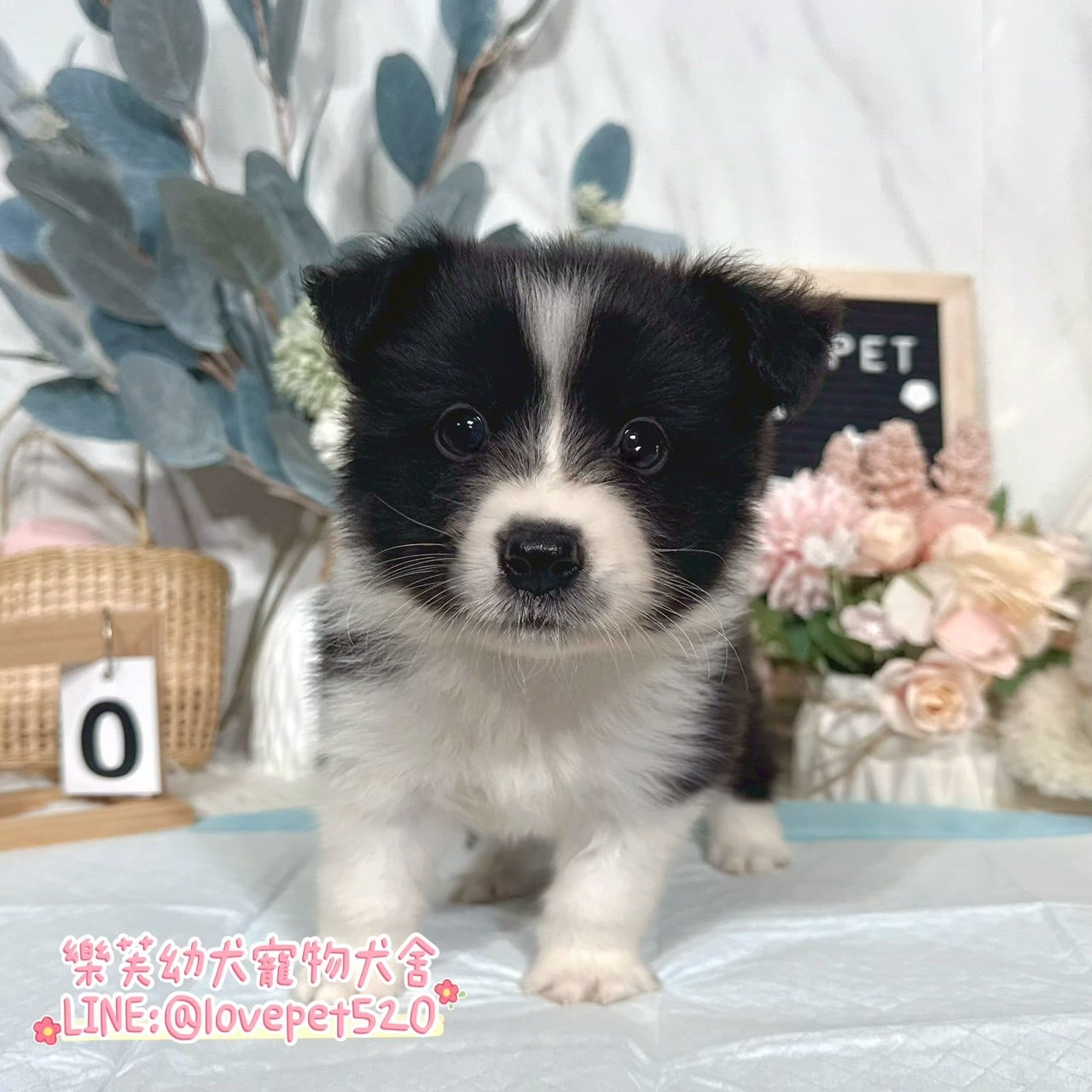 邊境牧羊犬-樂芙幼犬寵物犬舍