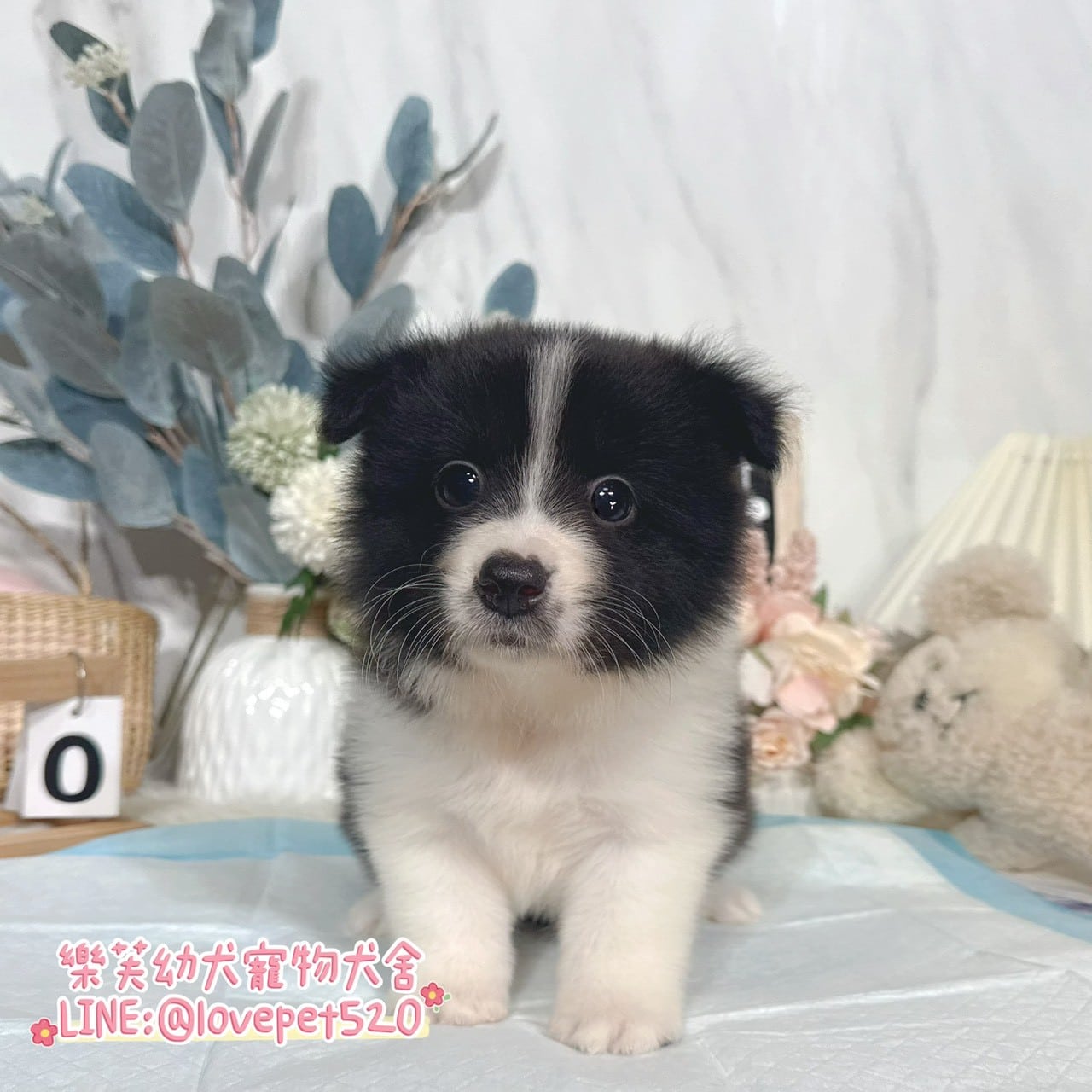 邊境牧羊犬-樂芙幼犬寵物犬舍