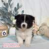 邊境牧羊犬-樂芙幼犬寵物犬舍