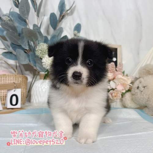 邊境牧羊犬幼犬-樂芙幼犬寵物犬舍