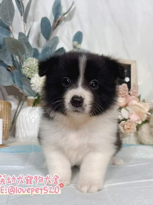邊境牧羊犬-樂芙幼犬寵物犬舍