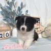 邊境牧羊犬-樂芙幼犬寵物犬舍