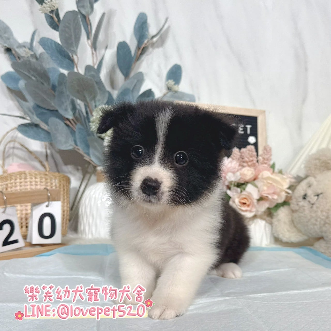 邊境牧羊犬-樂芙幼犬寵物犬舍