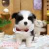 邊境牧羊犬-樂芙幼犬寵物犬舍
