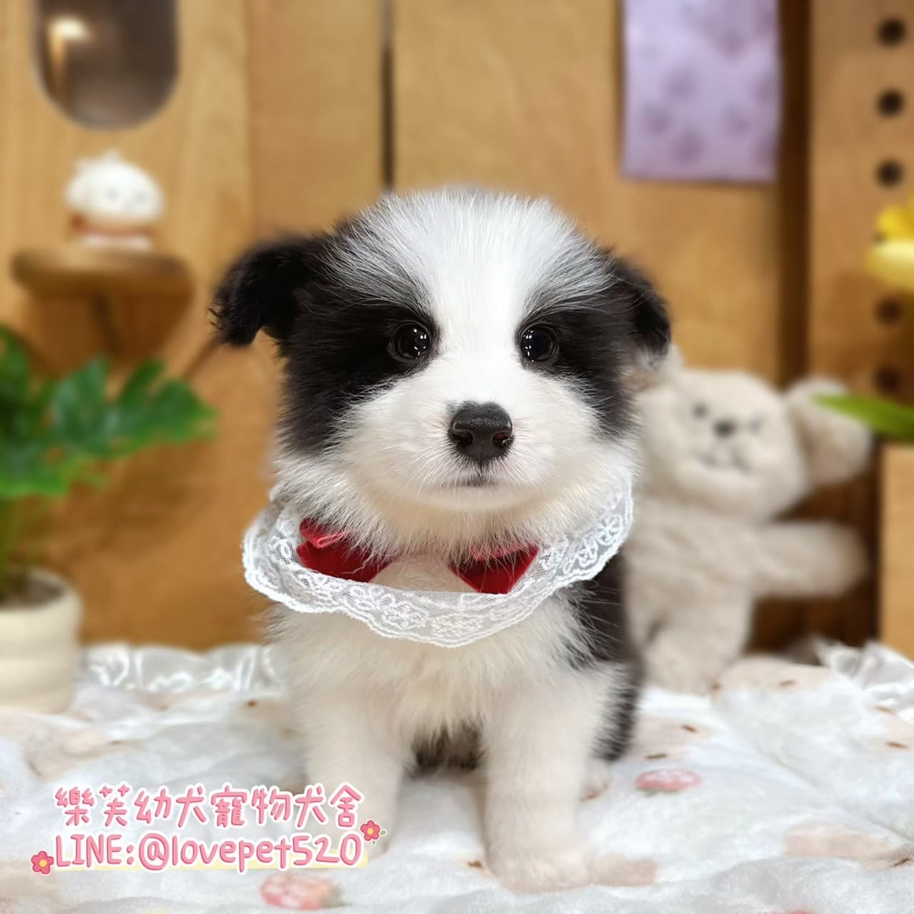 邊境牧羊犬-樂芙幼犬寵物犬舍