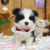 邊境牧羊犬-樂芙幼犬寵物犬舍