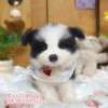邊境牧羊犬-樂芙幼犬寵物犬舍
