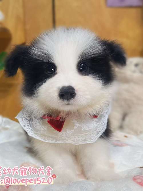 邊境牧羊犬-樂芙幼犬寵物犬舍